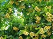 Buona domenica d'estate!