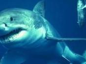 Mediterraneo: paura. mare squali?