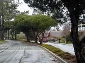 pino marittimo radici