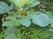 ficus carica