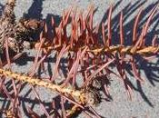 rametti secchi abete