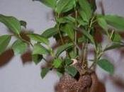 ficus retusa