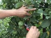 potatura alberi frutto