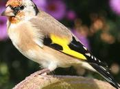 Cardellino (Carduelis carduelis)