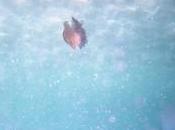 L’aceto contro puntura delle meduse