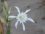 Pacratium maritimum (Giglio bianco)