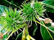 Castanea crenata