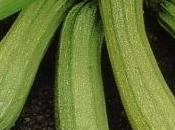 morte improvvisa delle zucchine