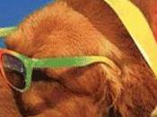 Nuova Beach Trapani, Castellammare Golfo: spiaggia nostri amici cani altri animali domestici