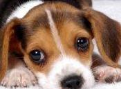 Vivisezione: sequestrato Green Hill, 'allevamento lager' beagle