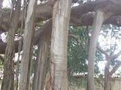 Alberi Diga