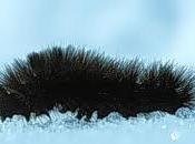 Gynaephora groenlandica: specie farfalla longeva mondo