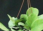 Hoya obovata,la fioritura caratteristiche generali