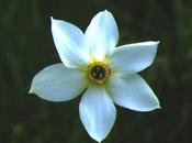 Narciso (Narcissus)