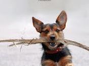 Recensione:Piccoli passi felicità Lucy Dillon