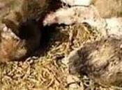 Cuccioli sepolti vivi giardino (video sconsigliato pubblico sensibile)