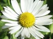 vuole fiore