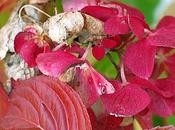 ortensie rosse hydrangea