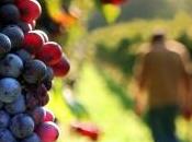 tempo vendemmia!