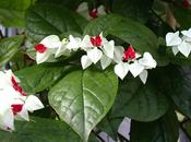Clerodendron:l’albero dell’abbondanza