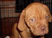Cani: viaggi della morte verso vivisezione sono autorizzate Comune