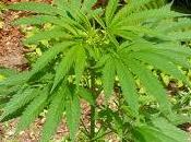 Marijuana casa: spacciatore" Trovate piante soltanto.