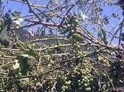 Grandine? pensa mammà (Provincia)!