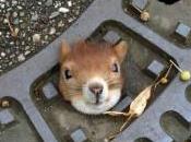 Cip&amp;Ciop;: scoiattolo scemo esiste!