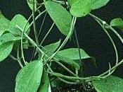 Hoya purpureo fusca, fioritura caratteristiche generali