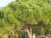 potatura pini marittimi