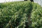 Roma: coltivavano Marijuana nell'antica metro Roma