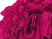 Fucsia daytime