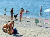 Roma canina, spiaggia BAUbeach