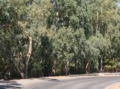 Leros, l’isola profuma eucalyptus