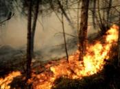 Petralia Sottana: fermato fatto presunto piromane, Giovanni Porcello