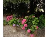Come seccare fiori d’ortensia fare talee