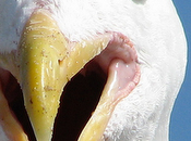 Gabbiano Lassativi "Shoot Up"?