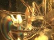 Dolomiti Nell’ambra acari antichi mondo