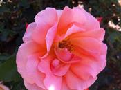 castello rose