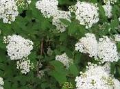 Spirea (Spiraea)