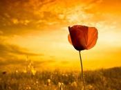 Ubuntu Quantal Quetzal 12.10 Wallpapers ecco sfondi ufficiali