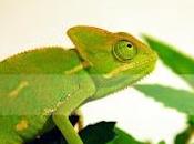 Rilasciata openSUSE 12.2.