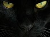 Tempo crisi? Contro superstizione gatto nero torna nelle case degli italiani
