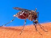 Allarme zanzare