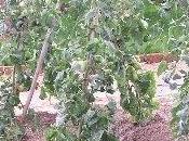 Sfemminellatura pomodoro