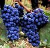 Sangiovese