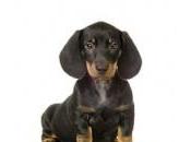 Ecco cane troppo grasso camminare