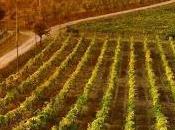 Vendemmia 2012 tempo percorsi vini