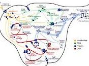 Ricostruzione computerizzata dell'intero ciclo vita microrganismo