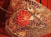 Fitoterapia Alchechengio Vitamina